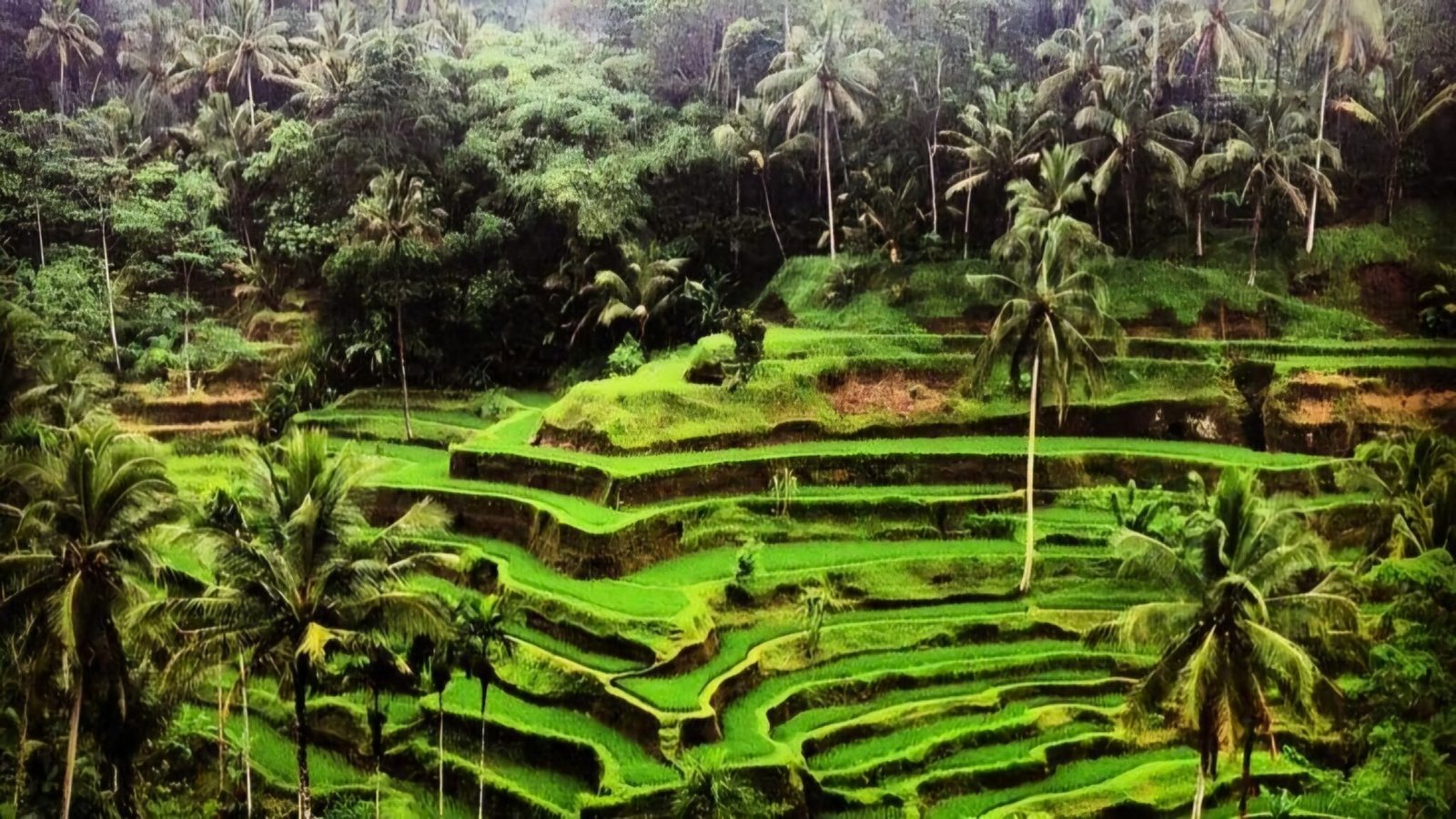 Tegallalang Rice Terrace Bali: Ubud’s Scenic Rice Fields
