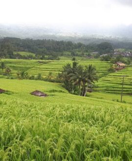 Western Bali