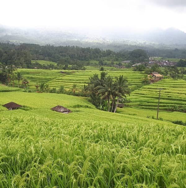 Jatiluwih rice terrace