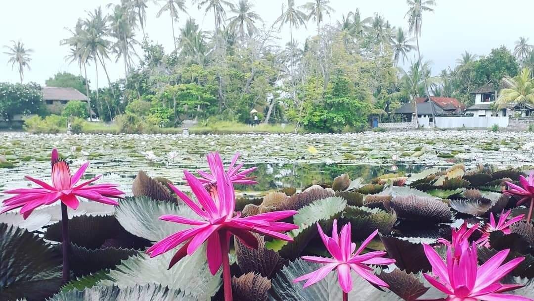 Candidasa lotus pond