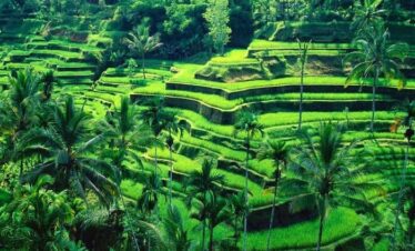 tegallang rice terrace
