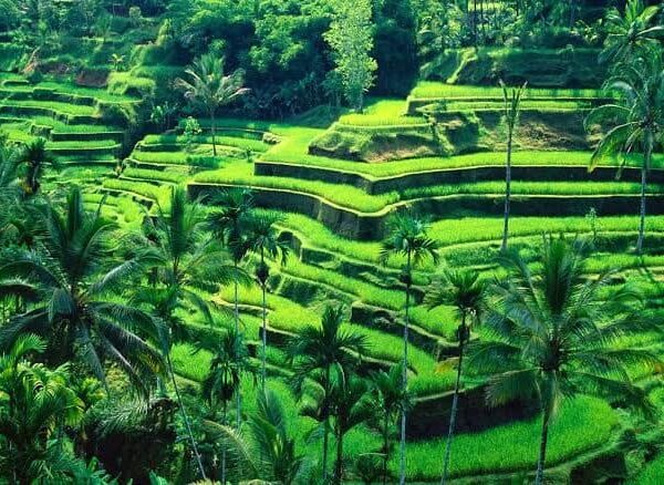 tegallang rice terrace