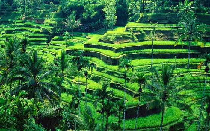 tegallang rice terrace