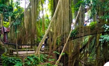 ubud monkey forest brige