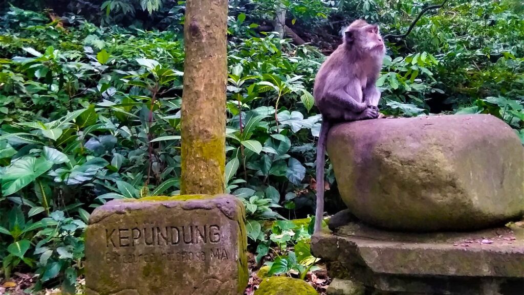 monkey forest ubud