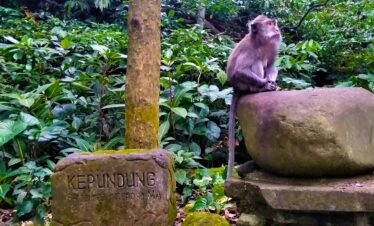 monkey forest ubud