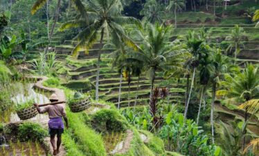 tegallang rice field farmer