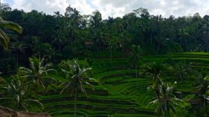 ubud rice terrace