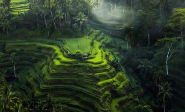 tegallalang rice terrace view