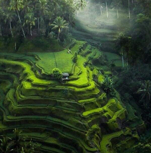 tegallalang rice terrace view