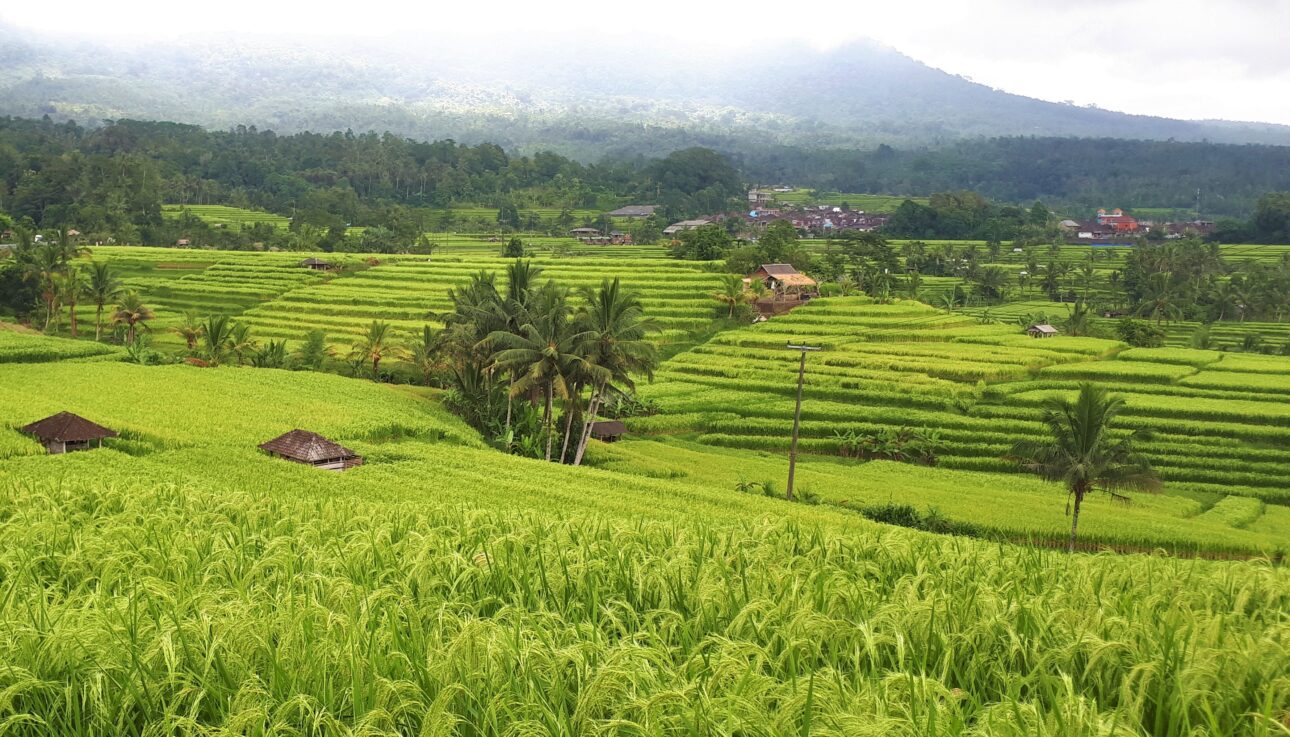 Jatiluwih rice terrace