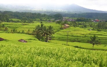 Jatiluwih rice terrace