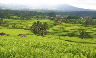 Jatiluwih rice terrace