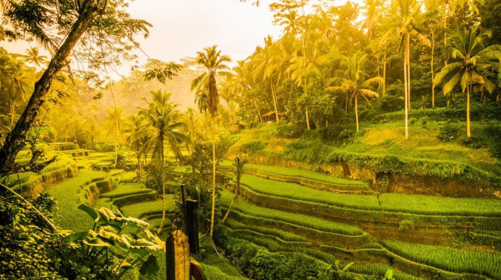 tegallalang rice terraces