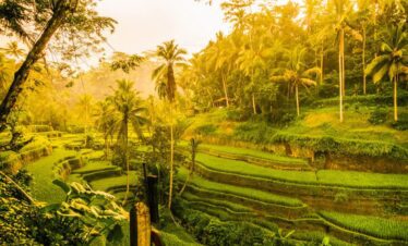 tegallalang rice terraces