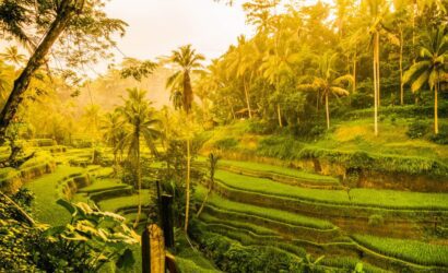 tegallalang rice terraces