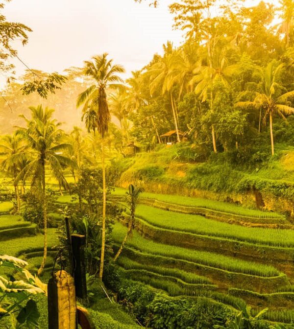 tegallalang rice terraces