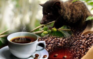 Luwak coffee plantation