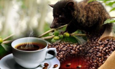 Luwak coffee plantation