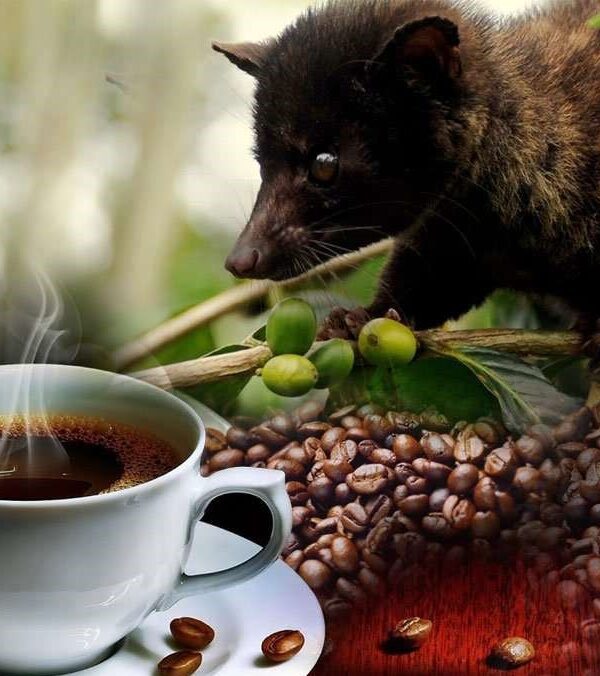 Luwak coffee plantation