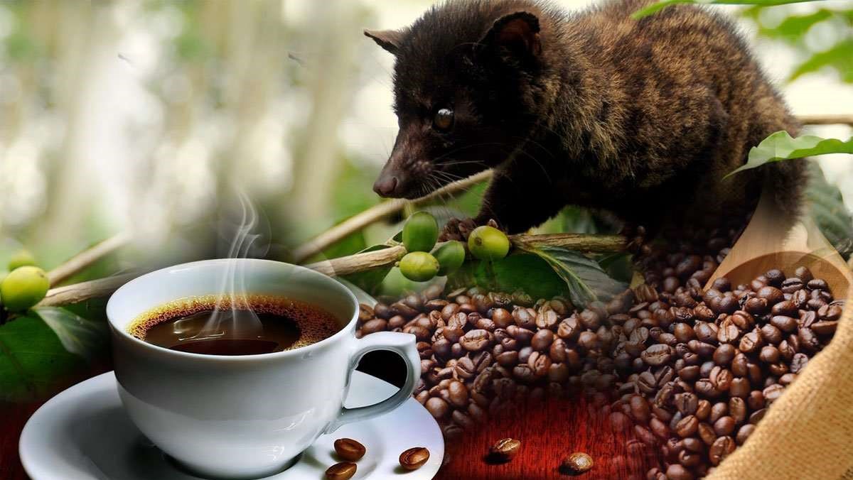 Luwak coffee plantation