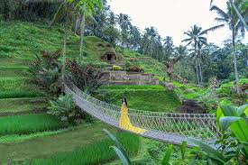 tegallalang rice terraces