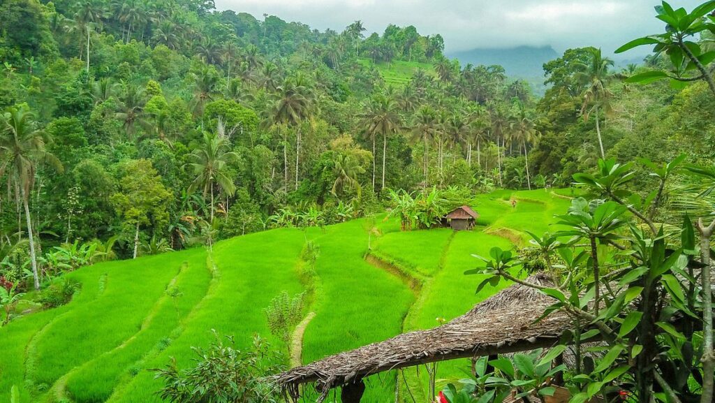 lemukih rice fields