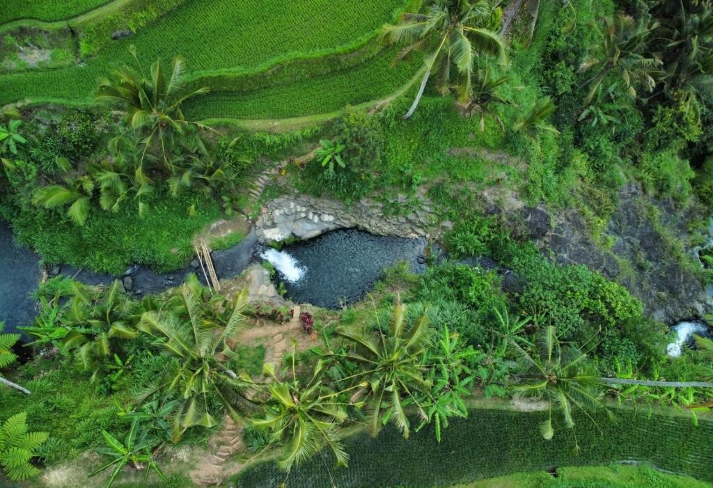 lemukih rice filds