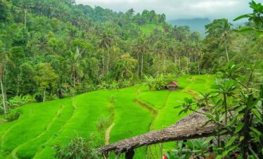 lemukih rice fields