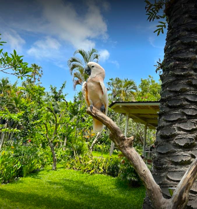 Bali Bird Park