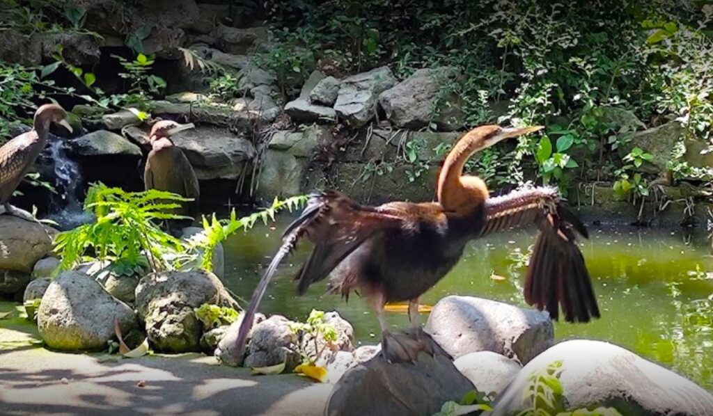 Bali Bird Park