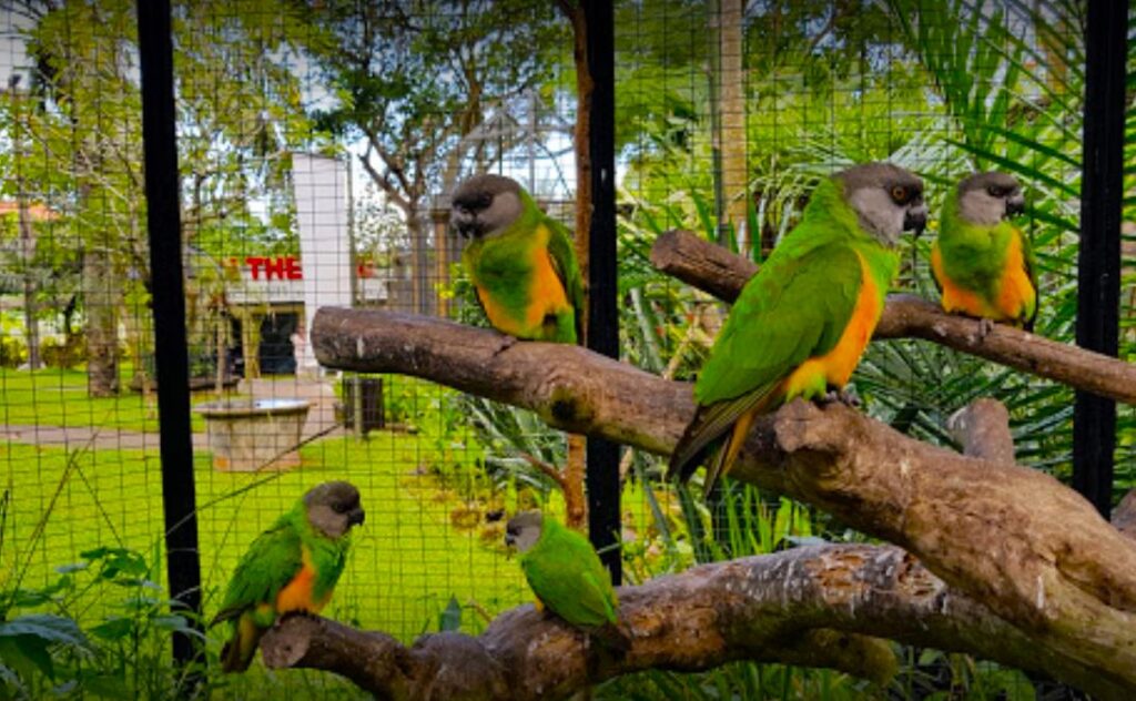 Bali Bird Park