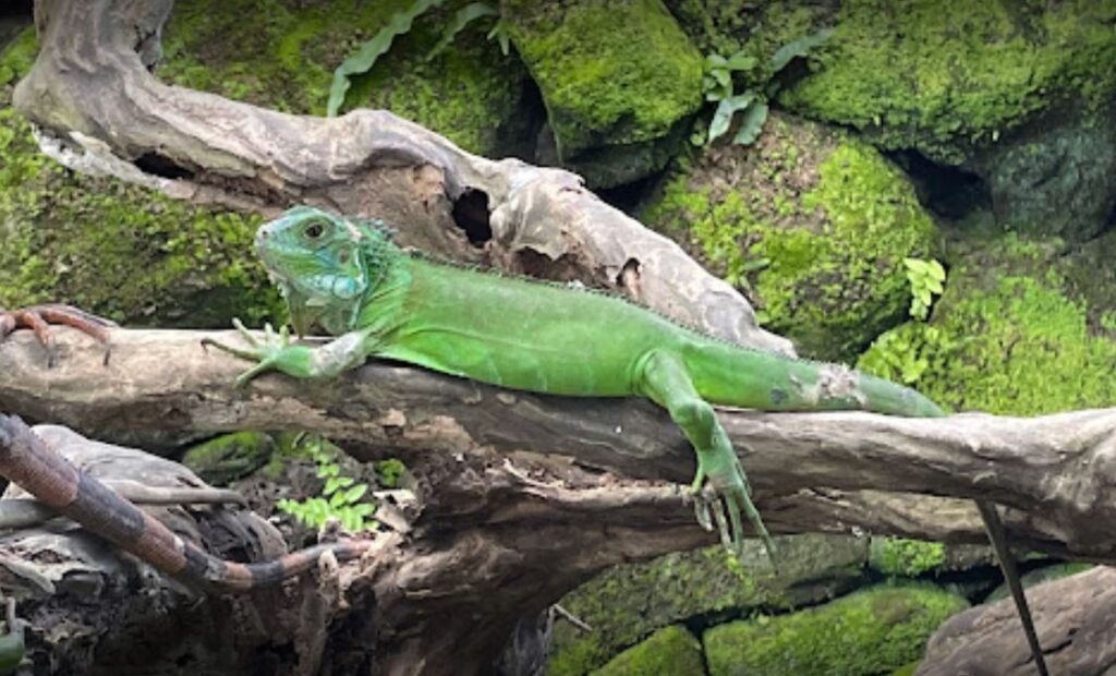 Bali Bird Park