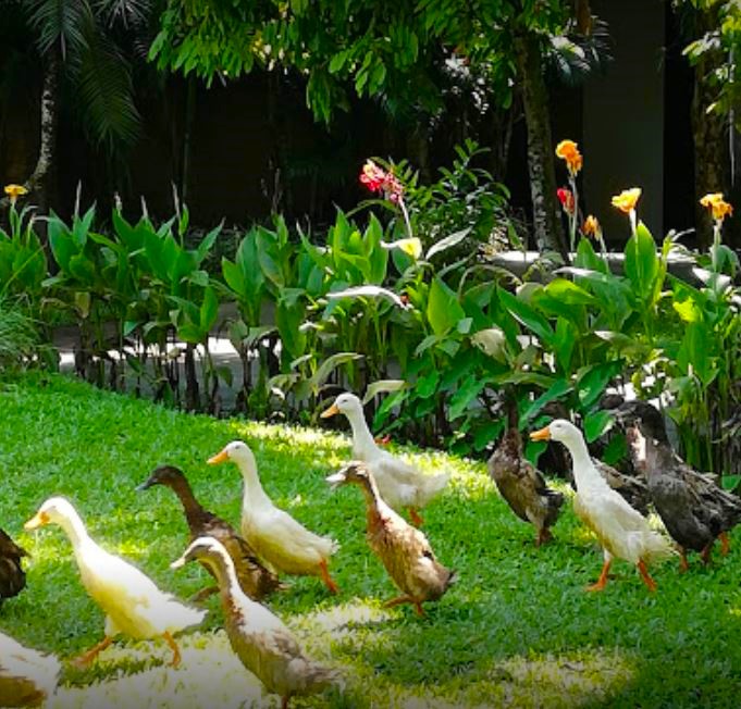 Bali Bird Park