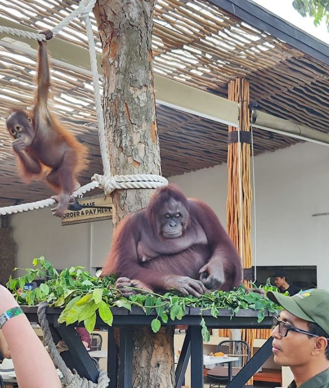 Bali zoo