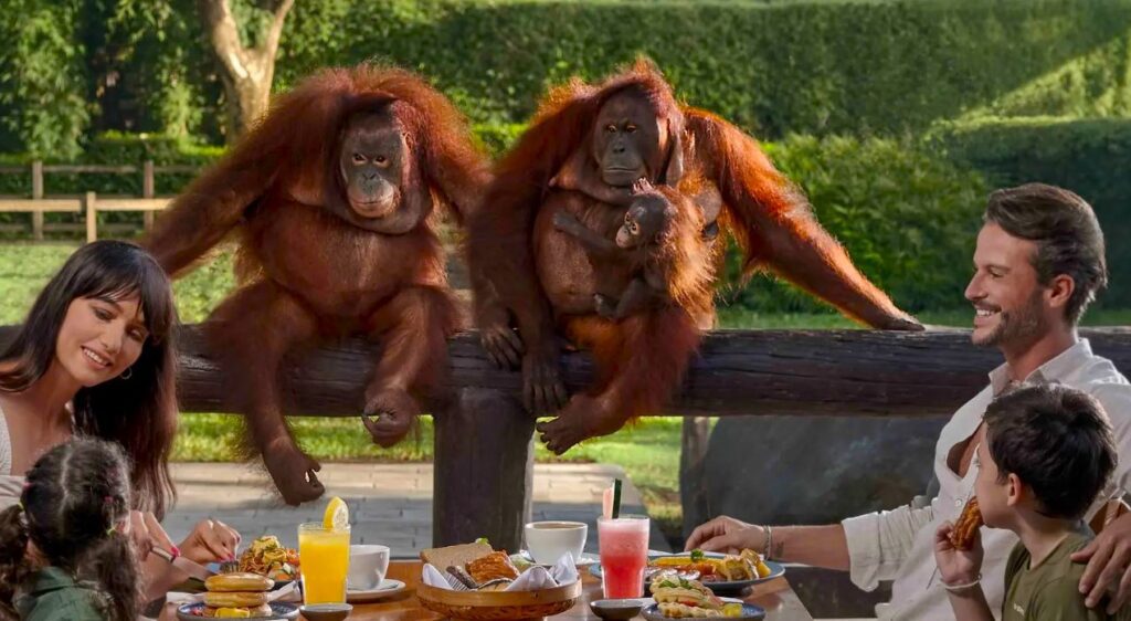 breakfast with orangutan