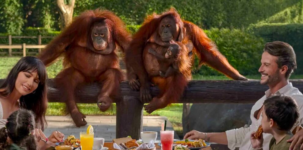 breakfast with orangutan