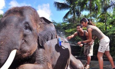elephant washing