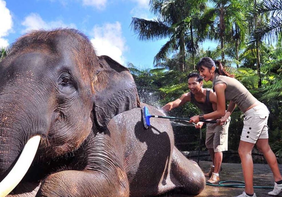 elephant washing