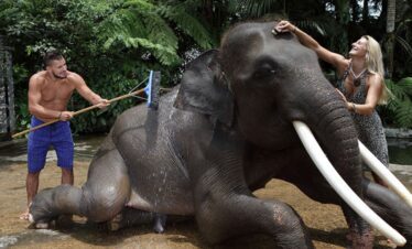 elephant washing