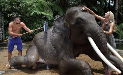 elephant washing