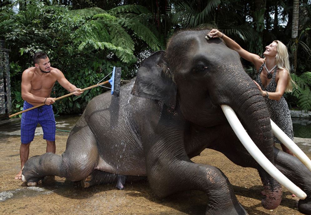 elephant washing