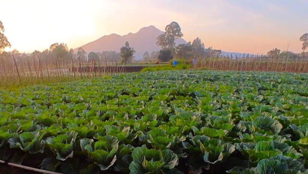 Batur Village farm