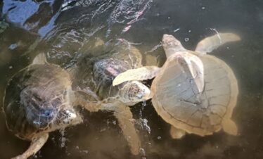 Tanjung Benoa Watersport