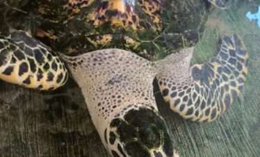 Tanjung Benoa Watersport