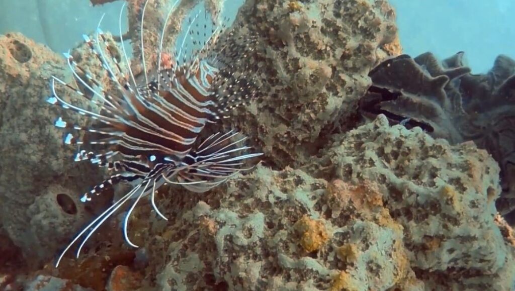 Pemuteran Coral Reef