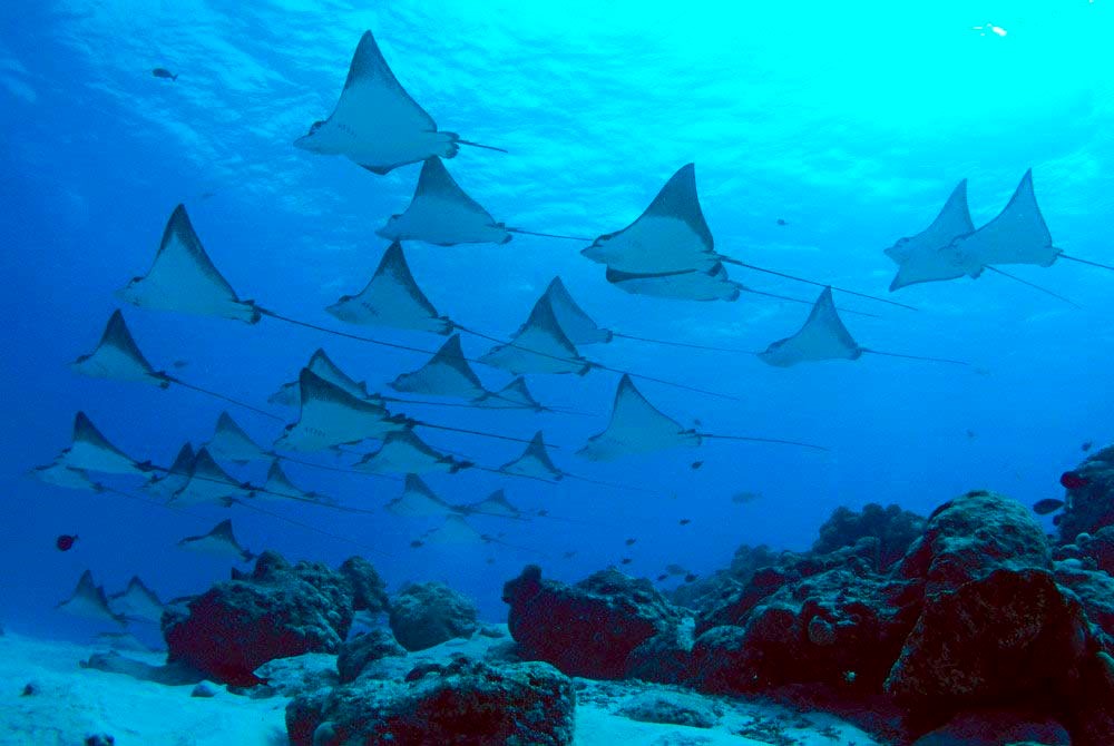 Manta Point diving