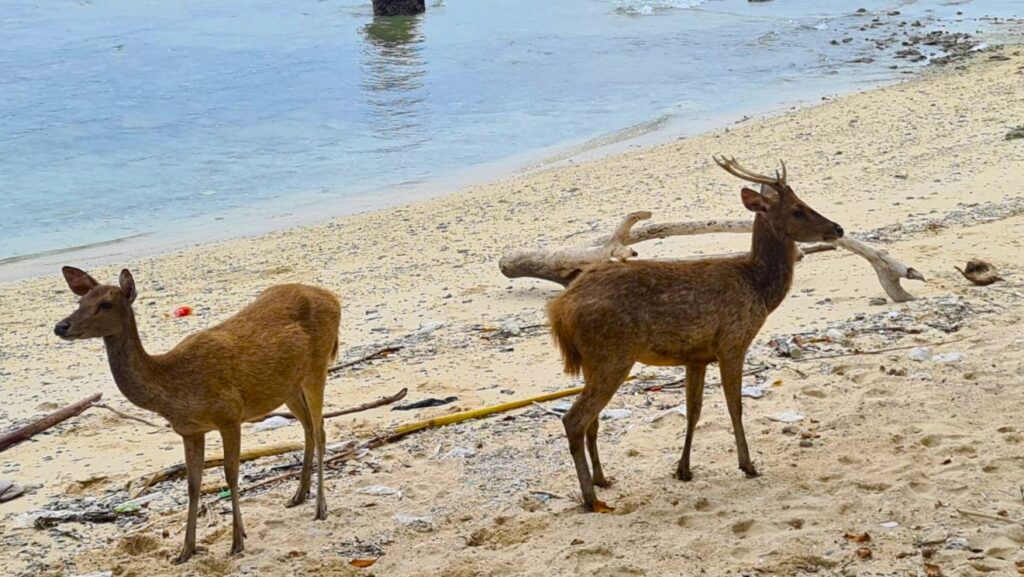 deer, west bali national Park