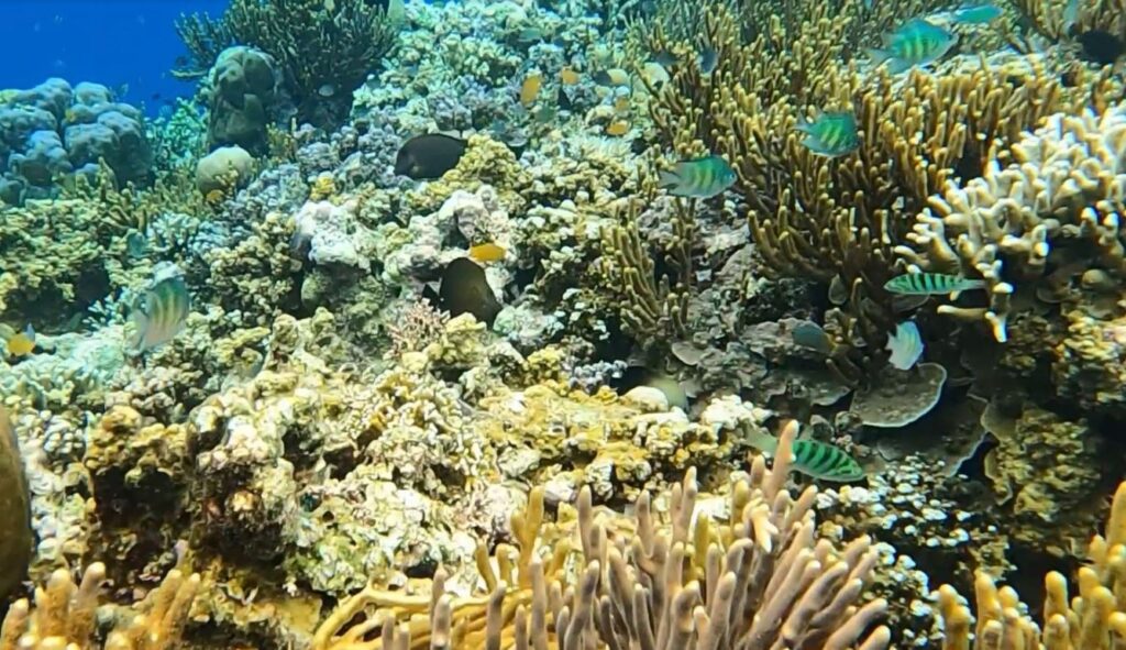 under water bali national park