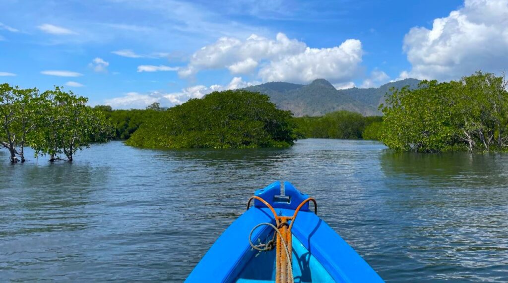 Mangrove Forest